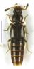 Edaphus lederi